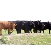 Image 1 : Right Cross Ranch - 1150# August Delivery Young Open Cows - 22 Head (Gapview, SK)