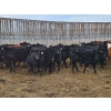 Image 4 : Monette Farms - 800# February Weaned Steers - 315 Head (Airdrie, AB)