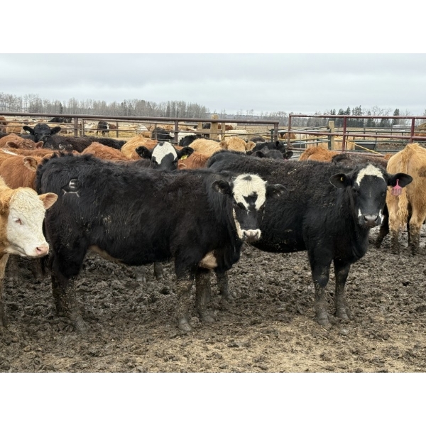 Jason Szymanek - 760# April Delivery Heifers - 245 Head (Stauffer, AB)