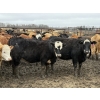 Image 1 : Jason Szymanek - 760# April Delivery Heifers - 245 Head (Stauffer, AB)