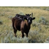 Image 6 : Blair Brost - 725# Oct/Nov Delivery Steer Calves - 70 Head (Piapot, SK)