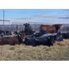 Image 9 : Brent & Tyler Stammers - 5 Black Cows 'K' Tags (Pen 715)