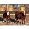 Image 5 : Wyatt & Brandy Dahm - 840# January Delivery Steers - 150 Head (Keephills, AB)