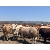 Image 2 : H.B. Scott Colony Farming - 156 August Delivery Fed Steers (Scott, SK)