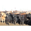 Image 3 : Martee Farm & Ranch - 725# February Delivery Steers - 62 Head (Midale, SK) VBP+