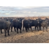 Image 5 : Spruceville Cattle Co. - 175 Angus & Angus/Simm X Heifers