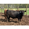 Image 4 : Brandt Boys Beef & Grain - 980# September Delivery Steers - 65 Head (Tolstoi, MB)