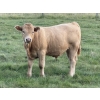 Image 3 : Mike & Kelly Petersen - 760# October Delivery Steer Calves - 82 Head (Sundre, AB)