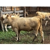 Image 5 : Fridlington Family Farms - 930# September Delivery Grass Heifers - 65 Head (Kersley, BC)