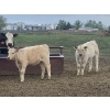Image 4 : R7 Farms - 720# September Delivery Heifer Calves - 35 Head (Crossfield, AB)