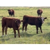 Image 2 : Munro Ranchin 569# October Delivery Steer Calves - 80 Head (Cochrane, AB)