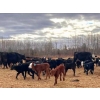 Image 4 : Jacobsen Family Ranch - 560# November Delivery Steer Calves - 105 Head (Williams Lake, BC)
