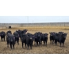Image 3 : Jim & Ryan Geldreich - 900# March/April Delivery Steers - 68 Head (Bow Island, AB)