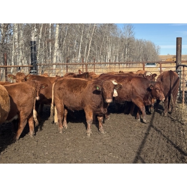 Midpoint Farms - 16 Red Angus X February/March Calving Bred Heifers (Drayton Valley, AB)