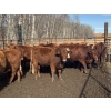 Image 1 : Midpoint Farms - 16 Red Angus X February/March Calving Bred Heifers (Drayton Valley, AB)