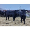 Image 8 : Colter Malloy - 6 BWF Heifers (Pen 324)