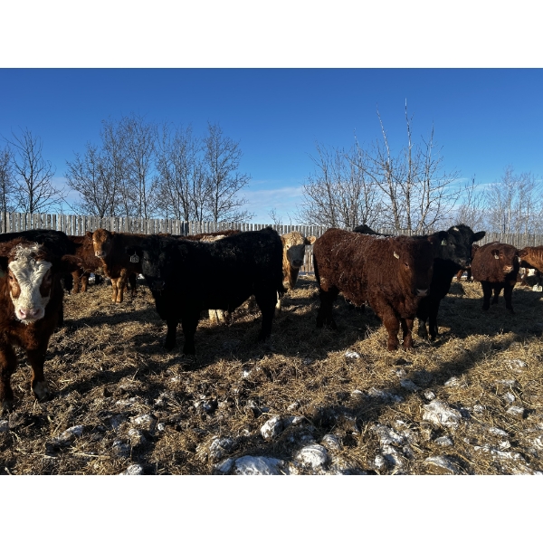 Chris Bartel - 1025# March Delivery Steers - 60 Head (Fort Vermilion, AB)