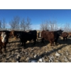 Image 1 : Chris Bartel - 1025# March Delivery Steers - 60 Head (Fort Vermilion, AB)