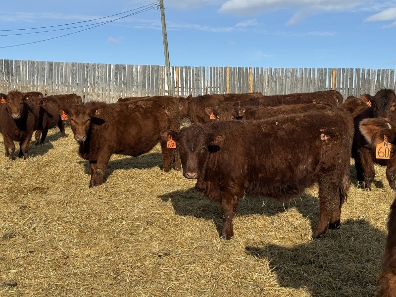Jordan Livestock - 35 Red Simm/Angus X Replacement Heifers (Rimbey, AB ...