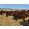 Image 4 : Jordan Livestock - 35 Red Simm/Angus X Replacement Heifers (Rimbey, AB)