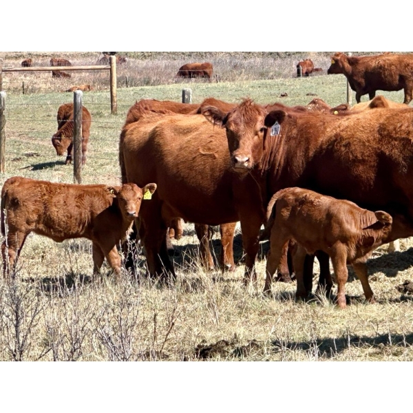 Meyer Cattle Inc. - 20 Red Angus X 2nd Calf Pairs (Lethbridge, AB)
