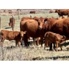 Image 1 : Meyer Cattle Inc. - 20 Red Angus X 2nd Calf Pairs (Lethbridge, AB)