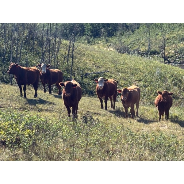 Ian & Heather Marr - 1050# August Delivery Grass Steers - 118 Head (Marwayne, AB)