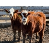 Image 2 : Scott & Gail Sapergia - 10 RBF Simm X November Delivery Bred Heifers (Hays, AB)