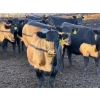 Image 3 : Rob Mossey - 1000# September Delivery Heifers - 60 Head (Vauxhall, AB)