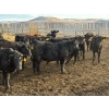 Image 9 : Lowe Ranches - 685# March Delivery Steers - 44 Head (Nanton, AB)