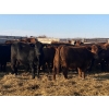 Image 2 : Bruce & Judy Dickson - 1057# November Grass Steers - 57 Head (Leslieville, AB)