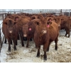 Image 2 : Fox Cattle Co. - 50 Red Angus/Simm X A.I. December Delivery Bred Heifers (Foam Lake, SK)
