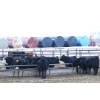 Image 3 : Riverside Farms - 765# January Delivery Steers - 80 Head (Glen Ewen, SK) VBP+