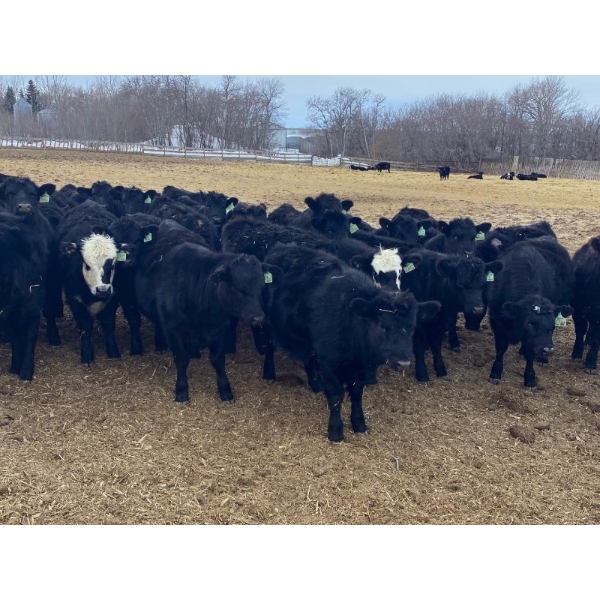 Lane Valley Farms - 650# March Delivery Heifers - 93 Head (Birtle, MB)