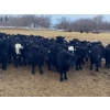 Image 1 : Lane Valley Farms - 650# March Delivery Heifers - 93 Head (Birtle, MB)