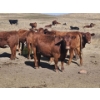 Image 6 : South Ridge Farms (Jeff Lewandowski) - 2 RED Heifers (Pen 431)