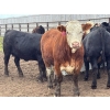 Image 5 : Hegedys Ranching - 1025# June Delivery Heifers - 205 Head (Acme, AB)