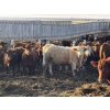 Image 2 : X Bar X Cattle Co. Ltd. - 948# April Delivery Steers - 65 Head (Lomond, AB)