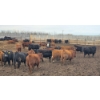 Image 2 : South Island Farms - 900# March Delivery Steers - 135 Head (Bow Island, AB)