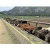 Image 7 : 20X Ranch Ltd. - 550# November Delivery Heifer Calves - 95 Head (Hedley, BC)
