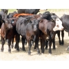 Image 4 : Spring View Ranch Ltd. - 530# October Heifer Calves - 50 Head (Beaubier, SK)