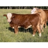 Image 4 : Jason & Jenna Packer - 830# October Delivery Steer Calves - 145 Head (Sundre, AB)