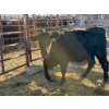 Image 2 : Fox Cattle Co. - 2 Bred Heifers (Pen 524B)