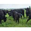 Image 2 : Double J Crop & Cattle Co.  - 650# September Delivery Steer Calves - 80 Head (Rimbey, AB)