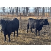Image 6 : Midpoint Farms - 23 Black Angus X February/March Calving Bred Heifers (Drayton Valley, AB)