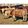 Image 3 : Schunicht Farms - 800# March Delivery Heifers - 220 Head (Strathmore, AB)