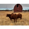 Image 5 : 1911 Farms (Meah & Chad Olsen) - 1 RWF Heifer (Pen 729)