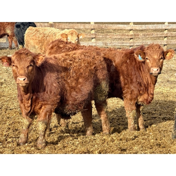 Stahlville Colony - 960# January Delivery Steers - 188 Head (Rockyford, AB)