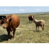 Image 5 : Gordon Burgemeister/Owen & Karen Francis - 650# October Delivery Steer Calves - 95 Head (Hanna, AB)