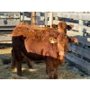 Image 2 : Fox Cattle Co. - 6 Bred Heifers (Pen 416)
